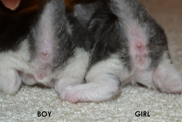Sex Kitten Porn 6