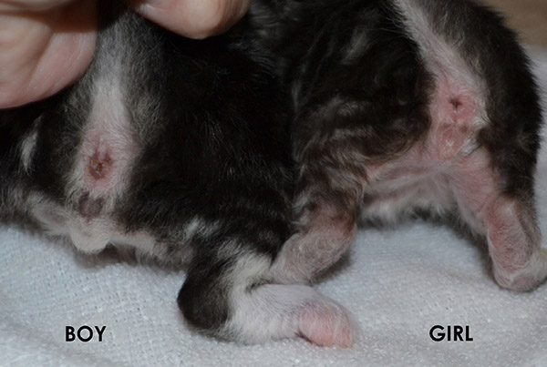Sexing Kitten 111